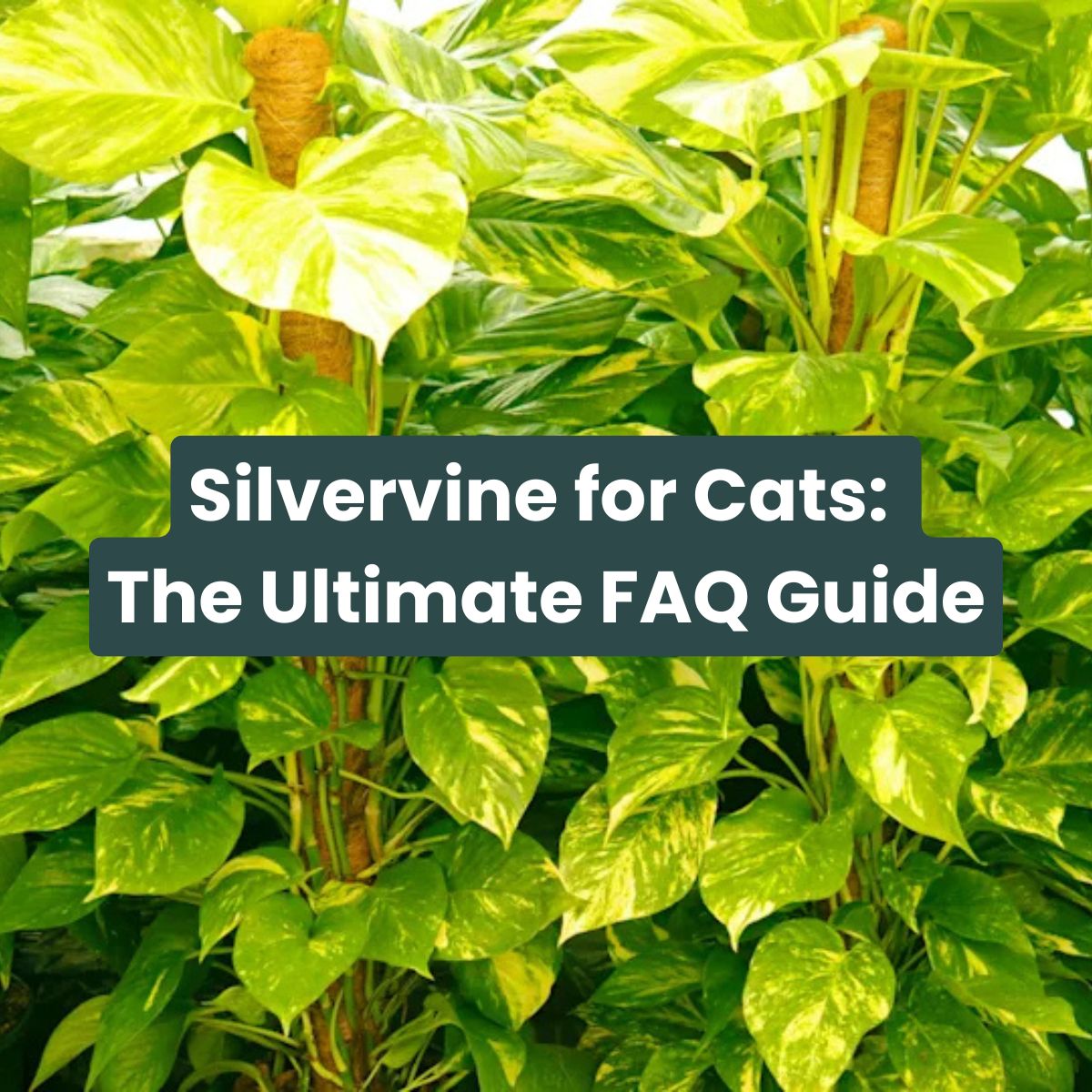 Silvervine for Cats: The Ultimate FAQ Guide  NomSticks