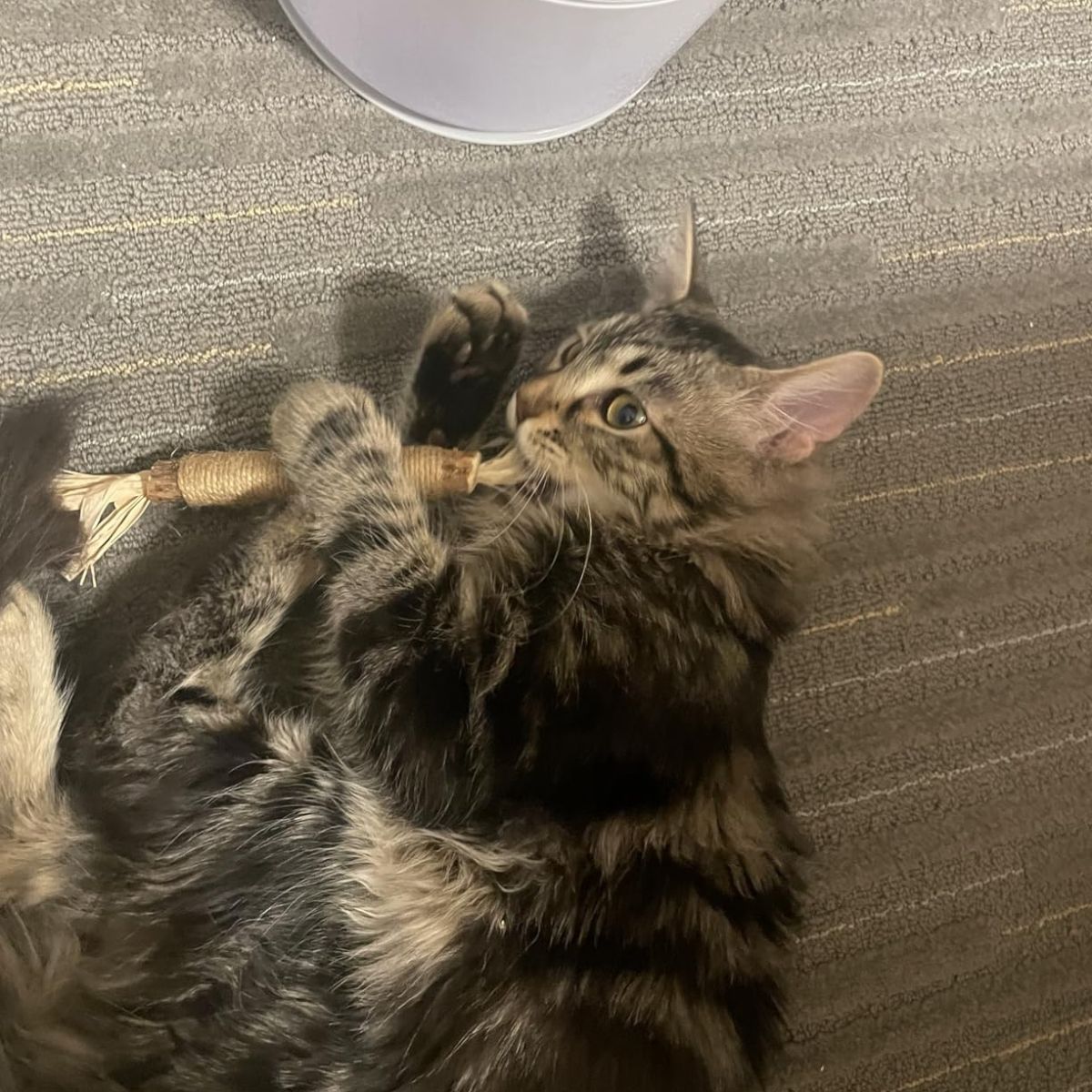 Calm Cat Lander Image.jpg__PID:646975a3-b850-4be6-96cd-a459915605a9