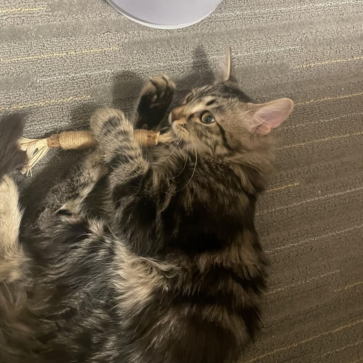 Brown tabby cat playing with a NomSticks silvervine sticks for cats for dental care and relaxation.