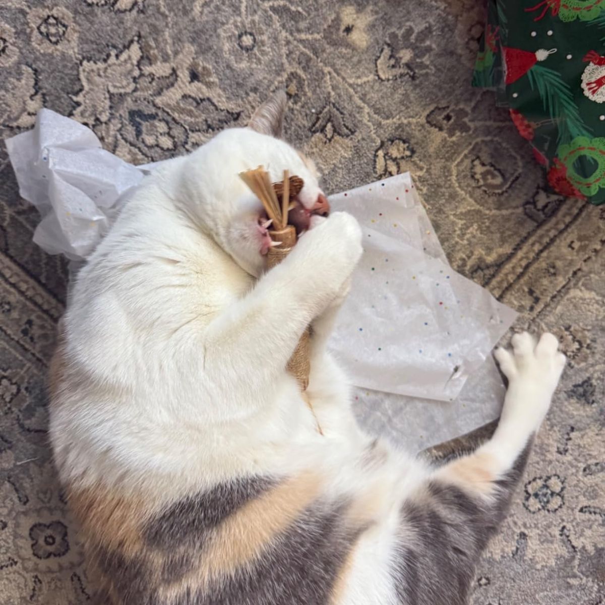 Cat playing with NomSticks silvervine sticks for cats for dental health and stress relief